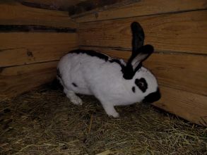 Sprzedam samicę z młodymi