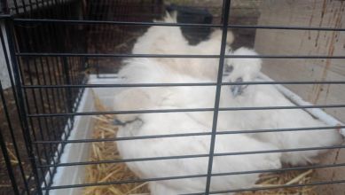 Sprzedam kurczaki silki