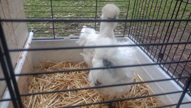 Sprzedam kurczaki silki