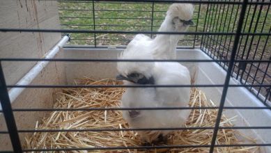 Sprzedam kurczaki silki