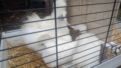 Sprzedam kurczaki silki