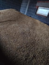 Sprzedam owies bingo 50 kg w worku pszenżyto avocado