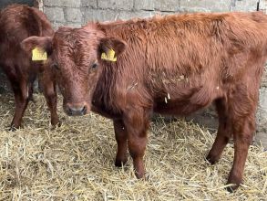 4 byczki Odsadki miesne