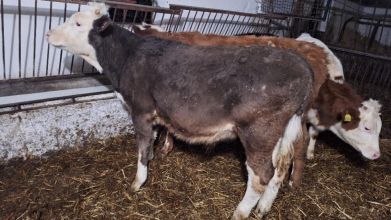 4 byczki Odsadki miesne