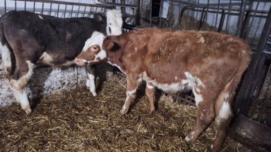 4 byczki Odsadki miesne