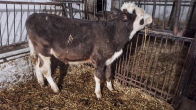 4 byczki Odsadki miesne