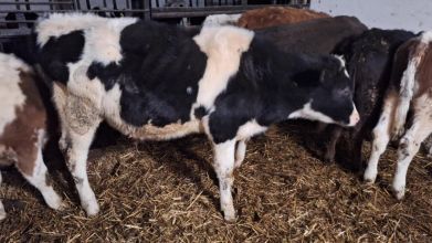 4 byczki Odsadki miesne