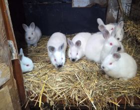 Kalifornijski czarny