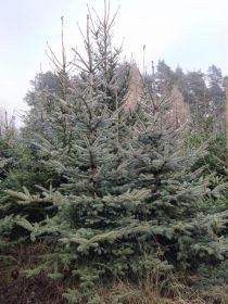 Choinka Sprzedam żywe choinki świerk pospolity, świerk...