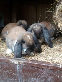 Sprzedam Barany francuskie