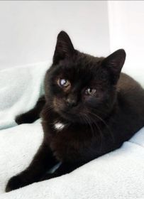 7 miesięczny kotek Onyks szuka domu!