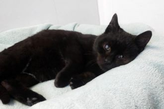 7 miesięczny kotek Onyks szuka domu!