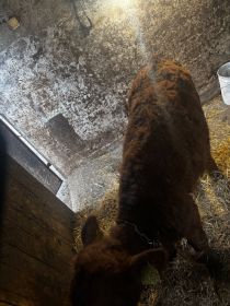 Sprzedam jałówkę mięsna