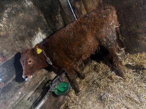 Sprzedam jałówkę mięsna