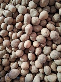 Sprzedam sadzeniaki Soraya ręcznie wybierane