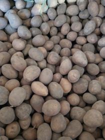 Sprzedam sadzeniaki Soraya ręcznie wybierane