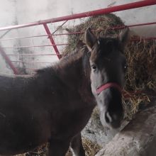 Sprzedam klacz Konik Polski