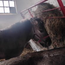 Sprzedam klacz Konik Polski