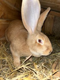 Sprzedam samicę Belga