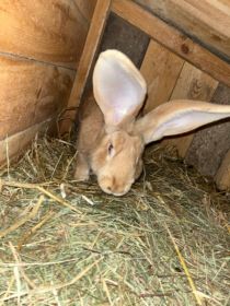 Sprzedam samicę Belga