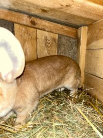 Sprzedam samicę Belga