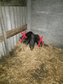 Sprzedam świnki wietnamskie