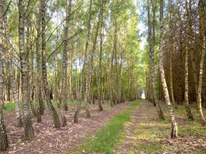 dom w środku lasu gm Izbica Kujawska