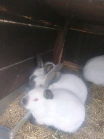 Kalifornijski czarny