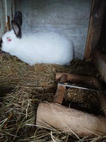 Samiec Kalifornijski