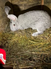 Sprzedam samca Belga