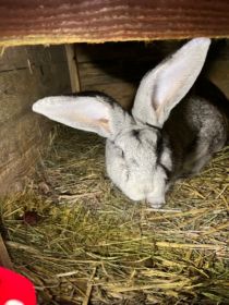 Sprzedam samca Belga