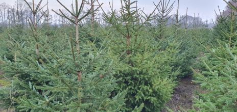 Choinki, żywe świerki