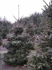 Choinki, świerki pospolite