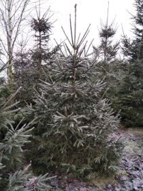 Choinki, świerki pospolite