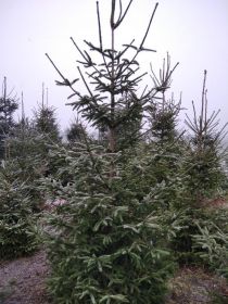 Choinki, świerki pospolite