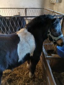 Sprzedam lub zamiana