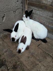 Sprzedam króliki rasowe