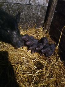 Sprzedam świnki wietnamskie