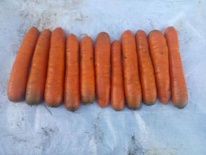 Marchew jadalna oraz dla zwierząt