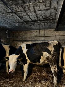 Sprzedam dwie jałówki cielne