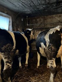 Sprzedam dwie jałówki cielne