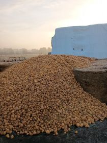 Sprzedam ziemniaki paszowe myte czyste