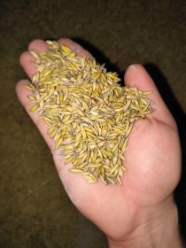 Mieszanka (owies, jęczmień, pszenica) (możliwość...