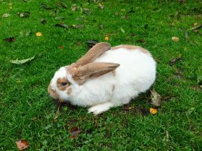 Sprzedam królika
