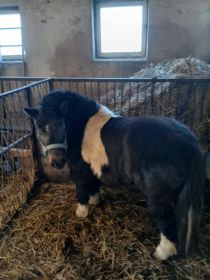 Sprzedam lub zamiana