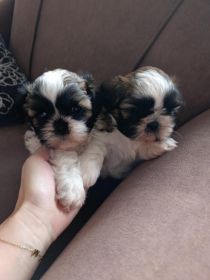 Shihtzu