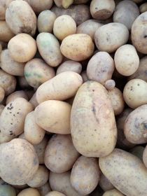 Sprzedam ziemniaki paszowe czyste bez zanieczyszczeń