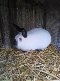 Sprzedam samca kalifornijskiego