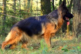 Owczarek niemiecki długowłosy fci