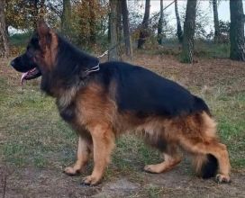 Owczarek niemiecki długowłosy fci